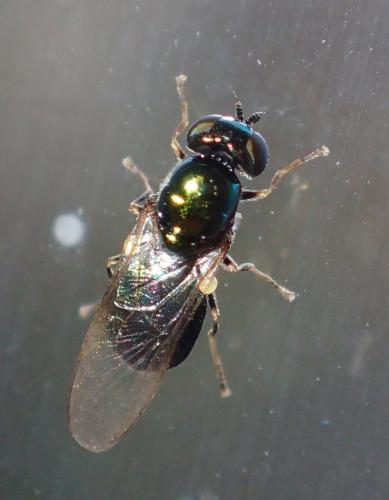 Réf. 222 991 : Microchrysa polita